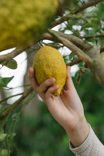 Soluciona Ya Por Qu Se Secan Los Limoneros