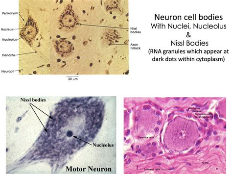 Neuron Cell Body Nucleus Nucleolus And Nissl Bodies Motor Neuron Nucleus The Cell Neurons