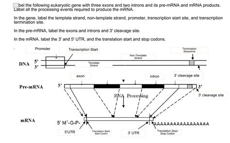 SOLVED Bel The Following Eukaryotic Gene With Three Exons And Two