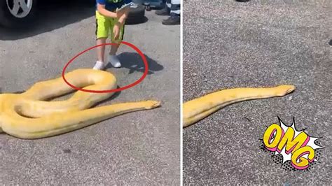 Serpente A San Basilio Roma Pitone Albino Vicino Ad Un Bambino Youtube