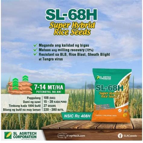 Sl 68h Super Hybrid Rice Seeds Date Tested August 2024 Shopee Philippines