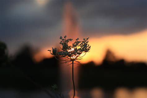 Free Images Tree Nature Branch Light Cloud Plant Sunrise