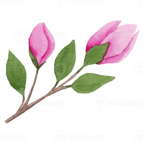 Magnolia Flower, floral Clip art Element Transparent Background ...