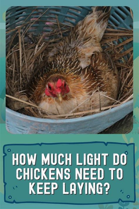 How Much Light Do Chickens Need To Keep Laying Video Video In 2021