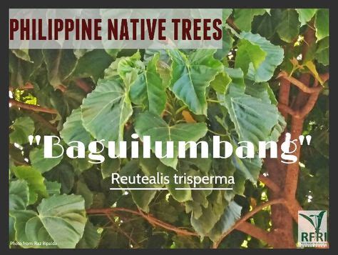 72 Best PHILIPPINE NATIVE TREES images | Philippines, Trees to plant ...