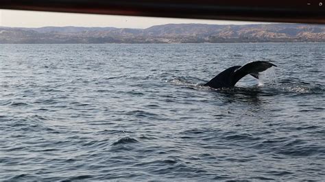 Avistamiento De Ballenas En Perú Mes De Julio Marca El Inicio De La Temporada En Piura Y Tumbes