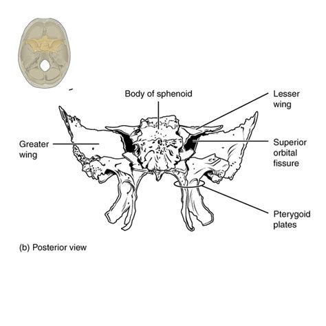 Middle Clinoid Process