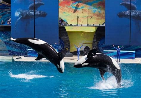 Controversial SeaWorld Orca Shows End in California, but Continue Elsewhere