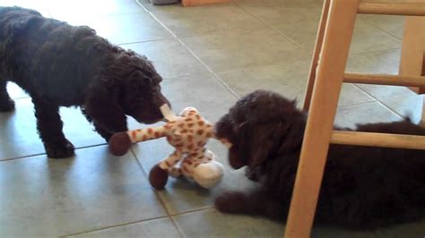 7 Week Old Labradoodle Pups At Play Youtube