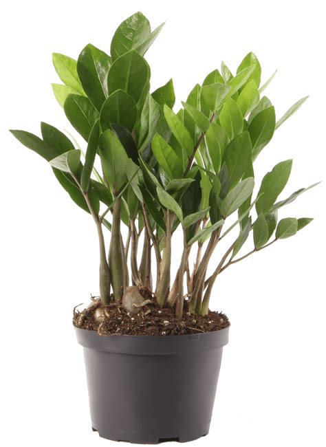 Costa Farms ZZ Zamioculcas Zamiifolia Live Indoor Plant 10 Inch Tall