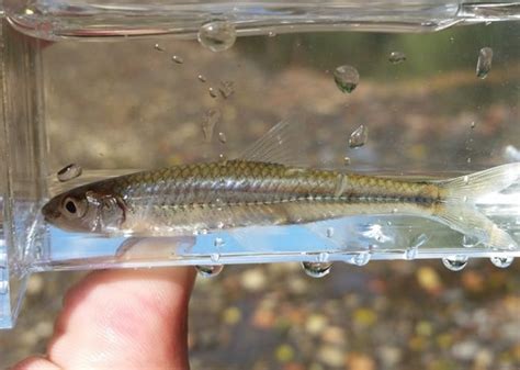 Notropis Micropteryx Fishes Of The Upper Green River Ky · Inaturalist