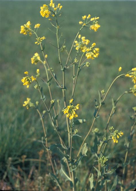 Brassica Rapa