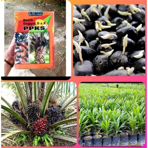 Jual Bibit Benih Polong Kecambah Kelapa Sawit PPKS DXP MEDAN Shopee