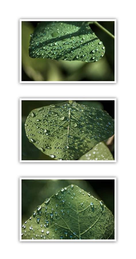 Triptych Photography Examples And Ideas Artofit