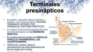 Primer Tema Neurofisio Pptx