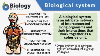 Biological system - Definition and Examples - Biology Online Dictionary