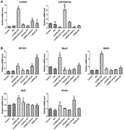 LncRNA GPRC5D AS1 As A CeRNA Inhibits Skeletal Muscle Aging By