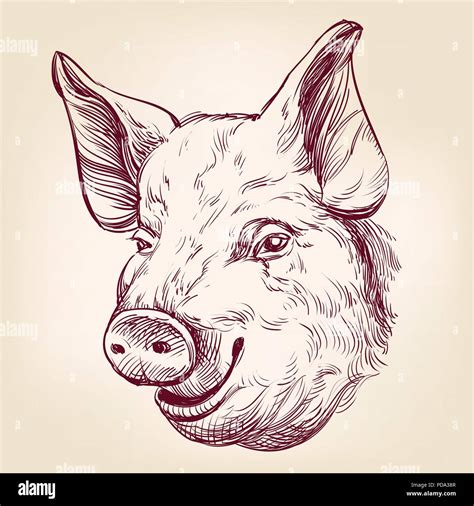 Pig Hand Drawn Vector Llustration Sketch Stock Vector Image Art Alamy