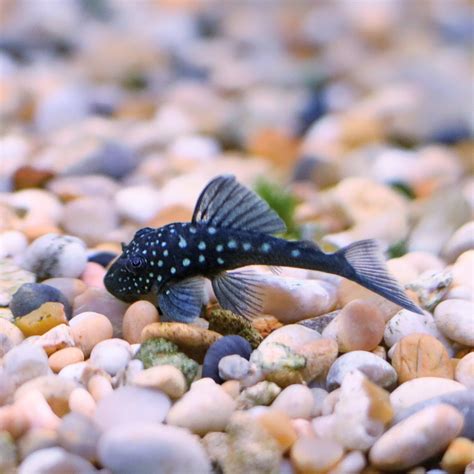 Blue Phantom Pleco L128 3 5cm SWEET KNOWLE AQUATICS ONLINE SHOP