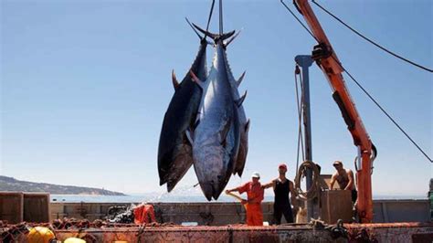 World Tuna Day Date History Theme Significance More