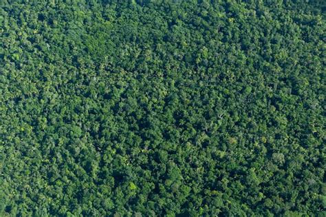 Vista A Rea De Una Zona De Densa Selva Amaz Nica En Brasil Que Muestra