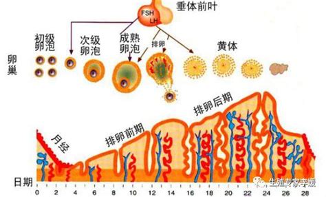 子宫内膜厚是什么原因引起的（子宫内膜厚怎么调理） 说明书网