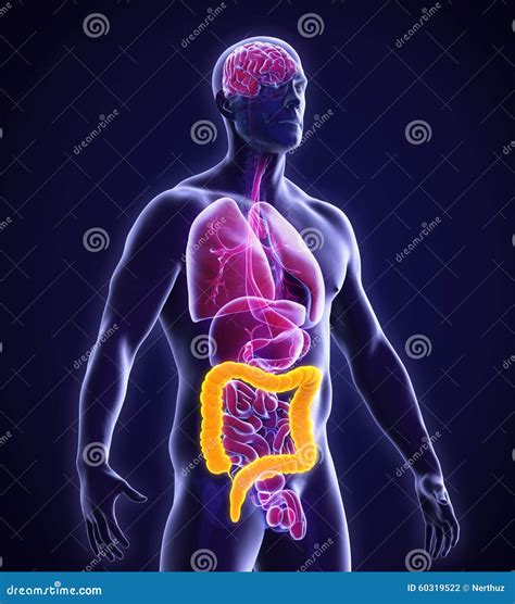 Human Colon Anatomy Stock Illustration Illustration Of Didactic