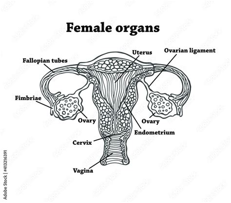 Anatomically Correct Drawn Female Genitals Uterus Vagina Eggs And Endometrium Illustration For