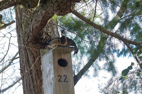 Wood duck nest stock image. Image of wood, duck, nature - 113773329