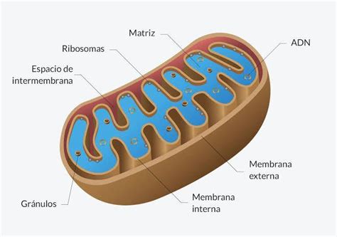 La Estructura De La Mitocondria E Indica Su Importancia En La