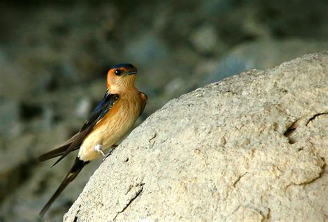 Birds Of Algarve Must See Migratory Bird Species