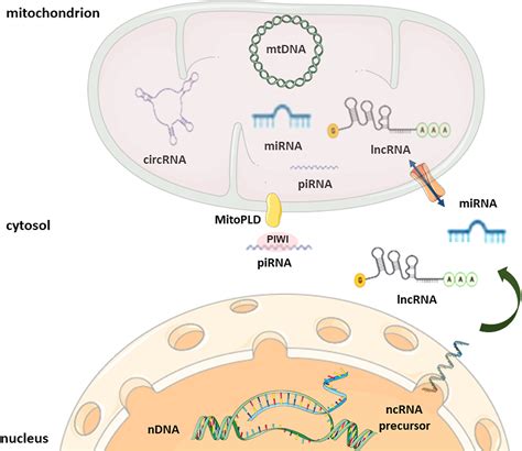 Guidelines For Mitochondrial Rna Analysis Molecular Therapy Nucleic