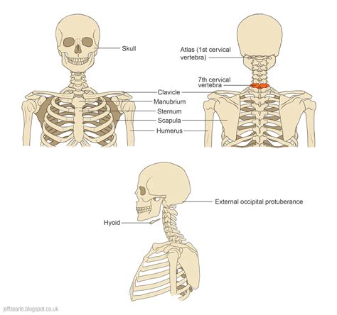 Neck Bone Anatomy Diagram