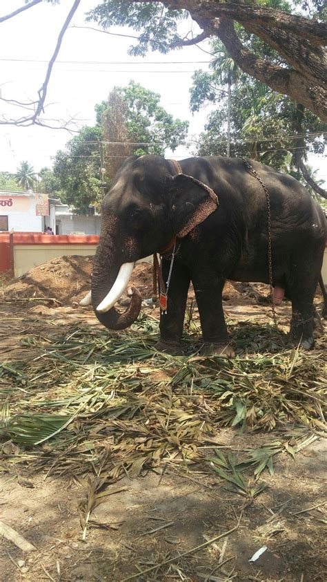 Kerala Temple Elephant 🐘 | Elephant, Animals, Kerala