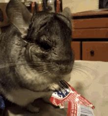 Chinchilla GIFs | Tenor