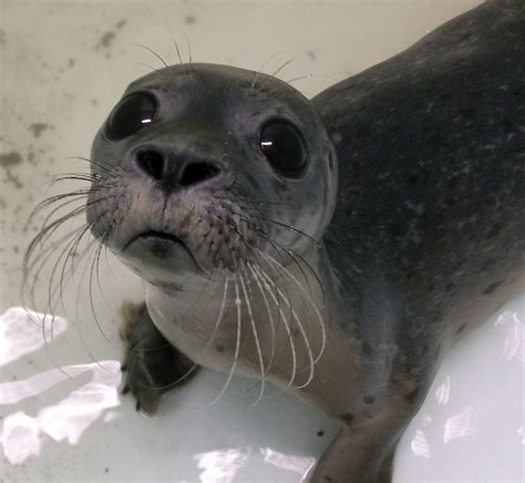 Baby Seal Animals Photo 35311006 Fanpop