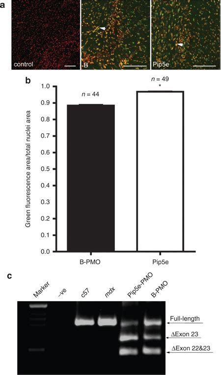 Cellular Uptake Of Labeled Pip5e Phosphorodiamidate Morpholino PMO