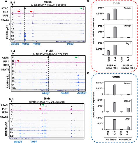 Pu Irf Co Labelled Regulatory Elements Are Important For The