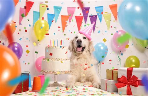 Dog Birthday Party: Guide For Pet Owners - Petsmartgo