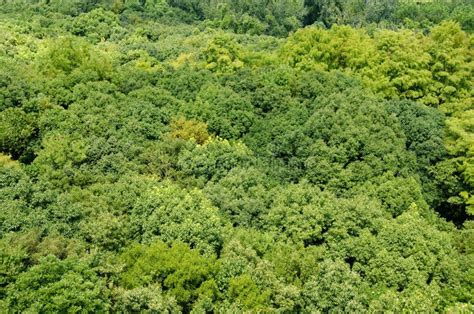 Forest Canopy As Seen From Above Stock Photo Image 21408850