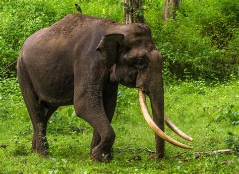 Premium Photo Elephant Standing In A Field