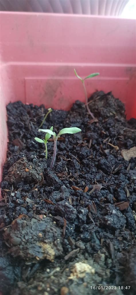 Tomato Growing Tips : r/gardening