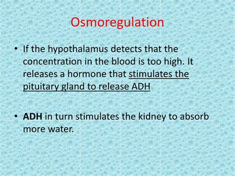 PPT - Osmoregulation PowerPoint Presentation, free download - ID:5613134 