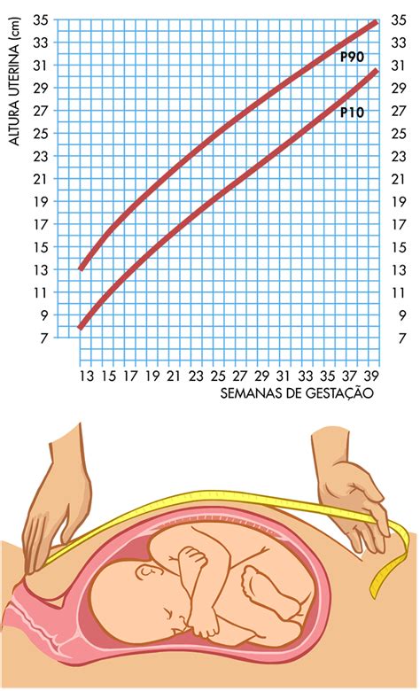 Tabela De Gestação Veja Como Calcular E Acompanhar A Gravidez☹