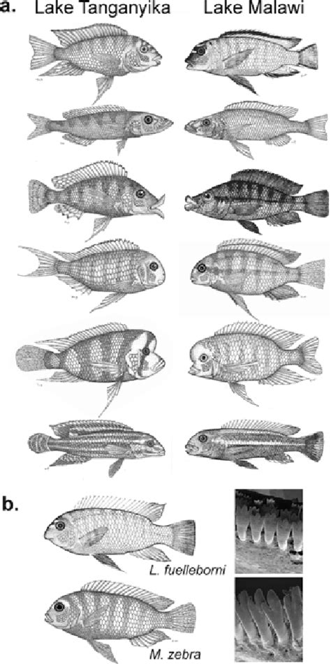 4 A A Sample Of The Cichlid Diversity In Lake Tanganyika Left And