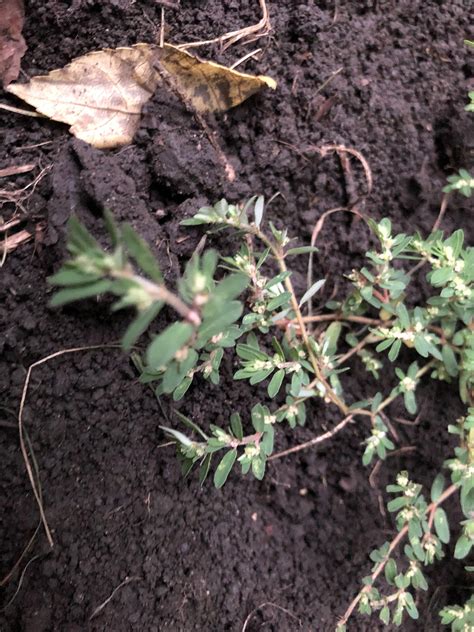 Spotted spurge medicinal uses? : r/foraging