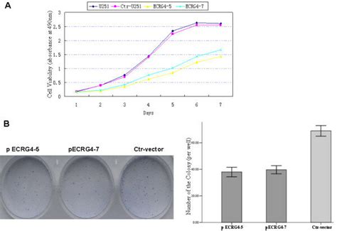 Overexpression Of Ecrg Inhibted Cell Proliferation In Vitro A The