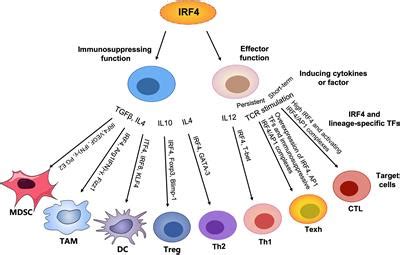 Frontiers Regulatory Effects Of IRF4 On Immune Cells In The Tumor