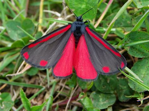 John Cullens Biodiversity Photography Cinnabar Moth