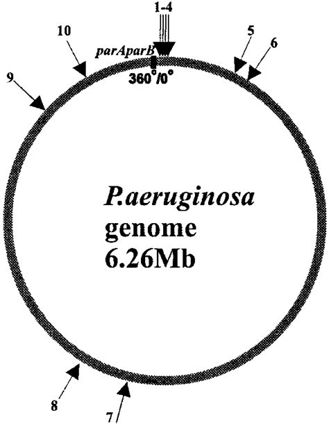 Circular Map Of P Aeruginosa With Localization Of The Putative